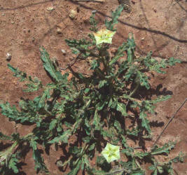 Hairy Five Eyes, Chamaesaracha sordida