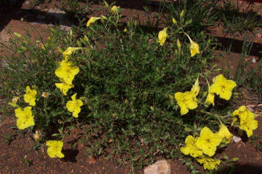 Hartweg's Sundrops, Calylophus  hartwegii (1)