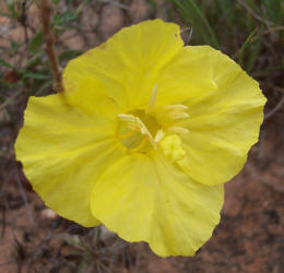 Hartweg's Sundrops, Calylophus  hartwegii (10)