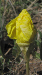 Hartweg's Sundrops, Calylophus  hartwegii (11)