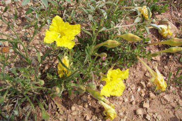 Hartweg's Sundrops, Calylophus  hartwegii (2)