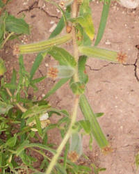 Hartweg's Sundrops, Calylophus  hartwegii (3)