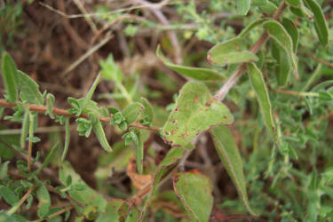 Hartweg's Sundrops, Calylophus  hartwegii (4)