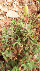 Hartweg's Sundrops, Calylophus  hartwegii (5)