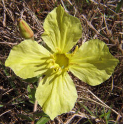 Hartweg's Sundrops, Calylophus  hartwegii (9)