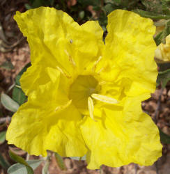 Hartweg's Sundrops, Calylophus  hartwegii