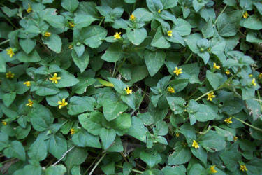 Horseherb, Calyptocarpus vialis (1)