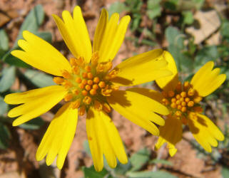 Huisache Daisy, Amblyolepis setigera (1)