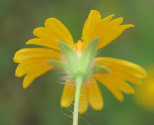Huisache Daisy, Amblyolepis setigera (10)