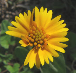 Huisache Daisy, Amblyolepis setigera (11)