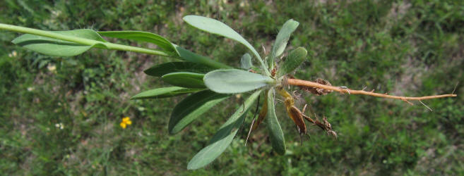 Huisache Daisy, Amblyolepis setigera (12)