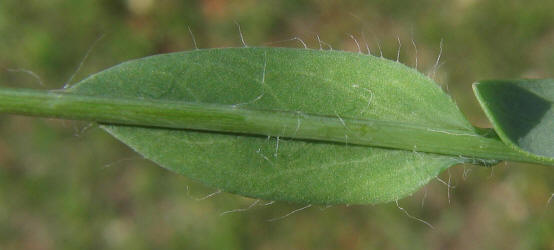 Huisache Daisy, Amblyolepis setigera (14)