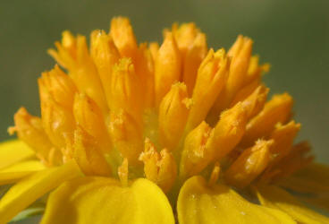 Huisache Daisy, Amblyolepis setigera (3)