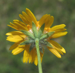 Huisache Daisy, Amblyolepis setigera (4)