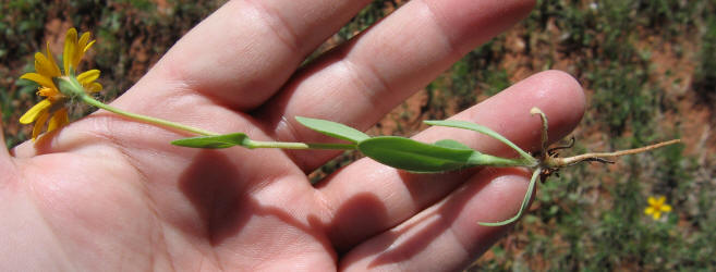 Huisache Daisy, Amblyolepis setigera (7)