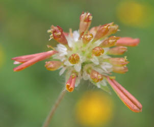 Huisache Daisy, Amblyolepis setigera (8)