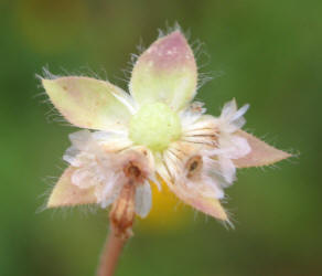 Huisache Daisy, Amblyolepis setigera (9)