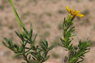 ID Damianita & Pricklyleaf Dogweed (1)