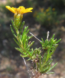 ID Damianita & Pricklyleaf Dogweed (2)