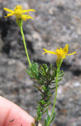 ID Damianita & Pricklyleaf Dogweed