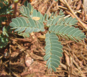 Indian Rush-Pea, Hoffmanseggia glauca (1)