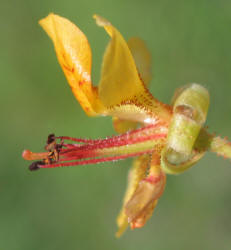 Indian Rush-Pea, Hoffmanseggia glauca (10)