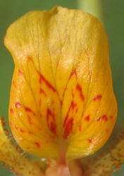 Indian Rush-Pea, Hoffmanseggia glauca (12)