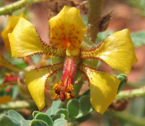 Indian Rush-Pea, Hoffmanseggia glauca (4)