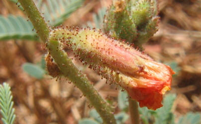 Indian Rush-Pea, Hoffmanseggia glauca (5)