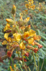 Indian Rush-Pea, Hoffmanseggia glauca (6)