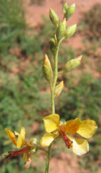 Indian Rush-Pea, Hoffmanseggia glauca (8)