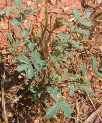 Indian Rush-Pea, Hoffmanseggia glauca