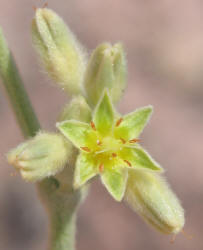 Irion County Buckwheat, Eriogonum nealleyi (10)