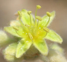 Irion County Buckwheat, Eriogonum nealleyi (9)