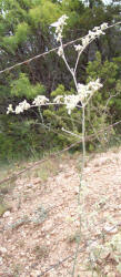 Irion County Buckwheat, Eriogonum nealleyi