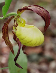 Ivory Lady's-slipper, Cypripedium kentuckiense, Hill (4)