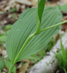 Ivory Lady's-slipper, Cypripedium kentuckiense, Hill (5)