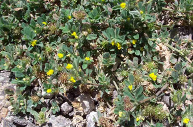 Little Burclover, Medicago minima (1)