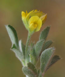 Little Burclover, Medicago minima (3)