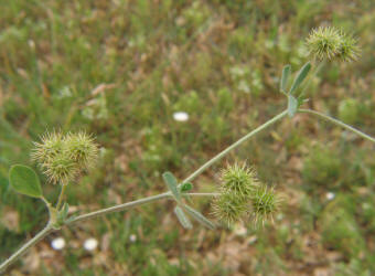 Little Burclover, Medicago minima (4)