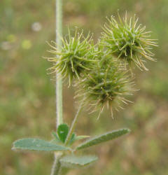 Little Burclover, Medicago minima (5)