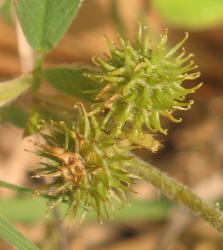 Little Burclover, Medicago minima (6)