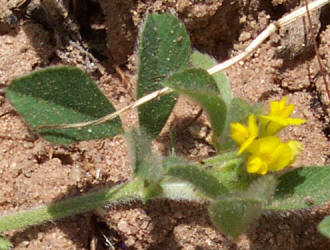 Little Burclover, Medicago minima