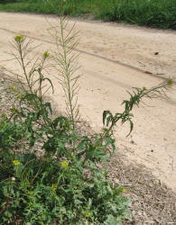 London Rocket, Sisymbrium irio (1)