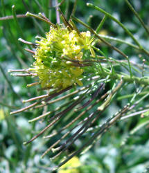 London Rocket, Sisymbrium irio (4)