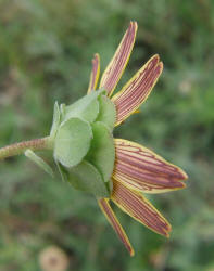 Lyreleaf Greeneyes, Berlandiera lyrata (12)