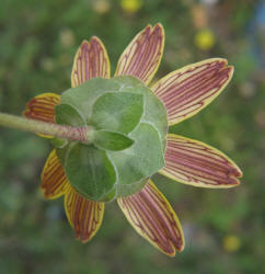 Lyreleaf Greeneyes, Berlandiera lyrata (14)