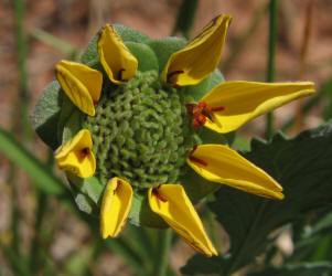 Lyreleaf Greeneyes, Berlandiera lyrata (4)