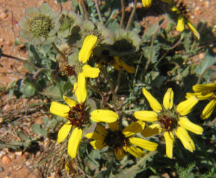 Lyreleaf Greeneyes, Berlandiera lyrata