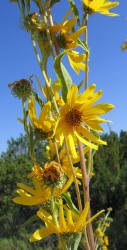 Maximilian Sunflower, Helianthus maximiliani (1)